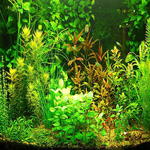 SL Aquarium Grass Seeds Water Aquatic Plant Seeds (Mix Included 15 Kinds... - $4.14