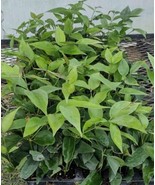 ANGEL WING JASMINE STARTER LIVE PLANT 5 TO 7"~JASMINE NITIDUM~STAR JASMINE - $25.00