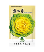 SL 4000Pcs Yellow Heart Pak Choi Seeds Chinese Cabbage Bokchoy Napa Cabb... - $3.76 CAD