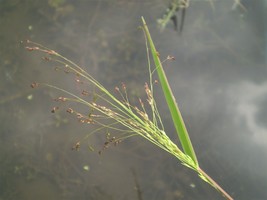 Panicum Dichotomiflorum Fall Panicgrass Autumn Millet 100 Seeds Fresh Seeds Gard - $14.95