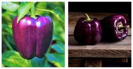 60+ Purple Beauty Bell Pepper Seeds Sweet Pepper Culinary - £14.84 GBP