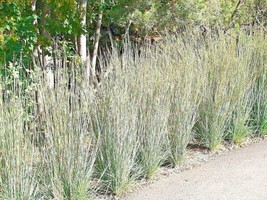 Fresh 500+ Little Bluestem Seeds Native Prairie Grass Ornamental Perenni... - $6.00