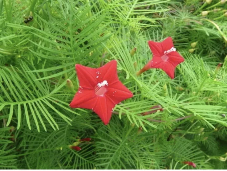 50 Red Velvet Cypress Vine Ipomoea Quamoclit Toc Tien HummingbirdAttract... - $18.10