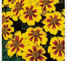 Easy To Grow Seed - 150 Seeds French Marigold Naughty Marrietta - £3.18 GBP
