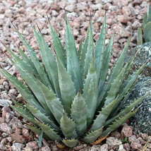 Goodidea 10pcs Agave mckelveyana Succulents Garden Plants - Seeds - £12.34 GBP