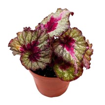 Harmony&#39;s Helios 4 inch Begonia Rex Multicolor Ruffle Splash - £18.57 GBP