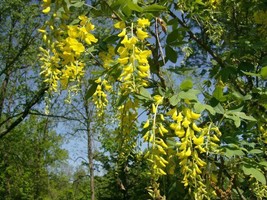 20 Golden Chain Tree Seeds Laburnum Anagyroides Fresh Seeds - $218.57 MXN