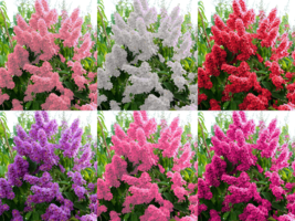 100 Crepe Myrtle Flower Tree Seeds 6 Bright Colors Lagerstroemia USA Seller - £11.21 GBP