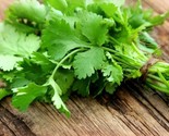 100 Cilantro Coriander Seeds Common Type Fast Shipping - $8.99