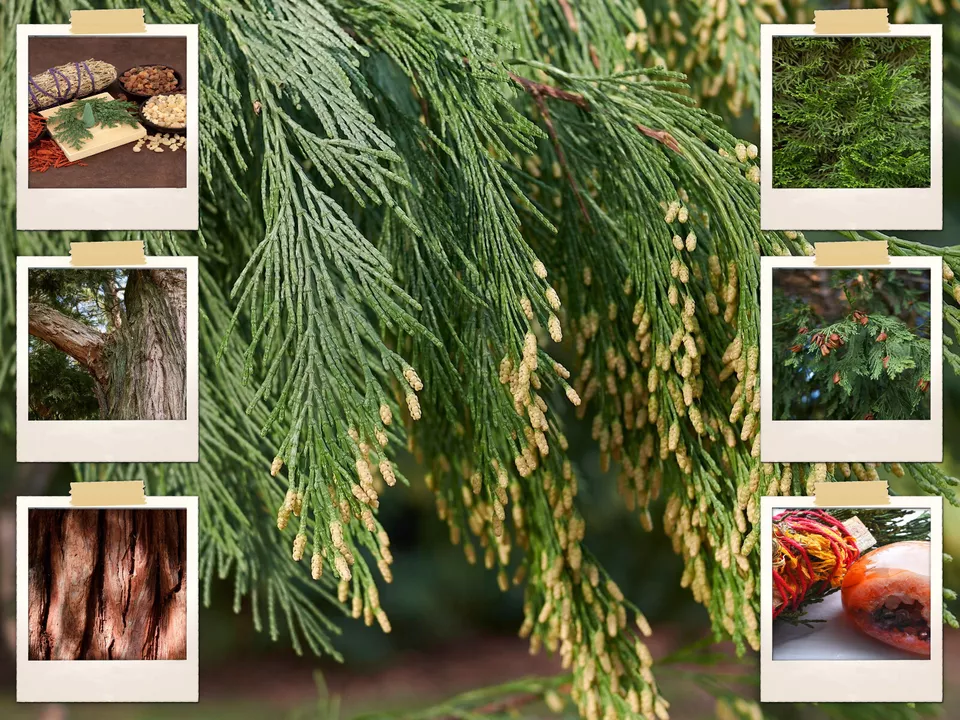 50 Cali Incense Cedar Tree Seeds Or Libocedrus Decurrens Uses: Smudge Sticks - $9.38