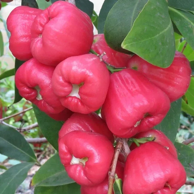 Fruit Tree: JAMBU (SYZYGIUM SAMARANGENSE) 12 TO 24 INCHES LIVE PLANT - £69.04 GBP
