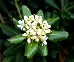 20 Japanese Pittosporum Seeds Pittosporum Tobira USA SELLER Fast Shipping - £8.25 GBP