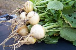 Turnip Amber Globe 100 Vegetable Seeds - £6.24 GBP