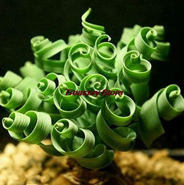 200 Pcs Spring Grass Plant Succulents Plant Grass Seed Potted Plant Spir... - $5.11