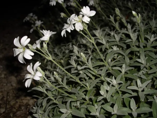 Snow In Summer Silver Carpet White Flowr 100 Seeds Garden - $1.98
