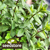 seeds peppermint | heirloom - non-gmo herb - €4,68 EUR