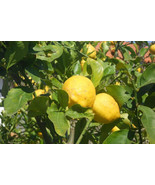 5 Limone Costa d&#39;Amalfi Lemon Seeds Planting Fresh Seeds - €5,86 EUR