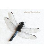 Neotropical Dragonfly Erythrodiplax Connata Skimmer Taxidermy Framed Sha... - $72.47 CAD