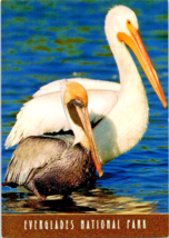Postcard Pelicans White Brown Florida Everglades National Park  6 x 4&quot; #21768 - £3.92 GBP