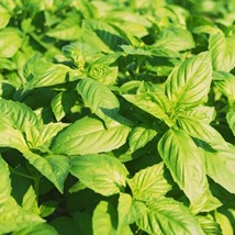 1200 Seeds Of Genovese Basil - £7.03 GBP