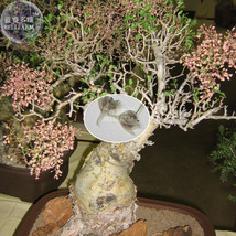 Pachycormus Discolor Elephant Tree Bonsai Seeds 5 Seeds Torote Blanco Tree Garde - £18.97 GBP