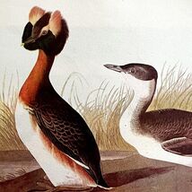 Horned Grebe Bird 1950 Lithograph Art Print Audubon Nature First Edition... - $42.24 CAD