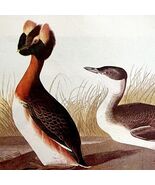 Horned Grebe Bird 1950 Lithograph Art Print Audubon Nature First Edition... - $42.03 CAD