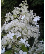 Brussels Lace~~Hydrangea Starter Plant~~Blooms Snowy White Flowers! - £747.49 GBP