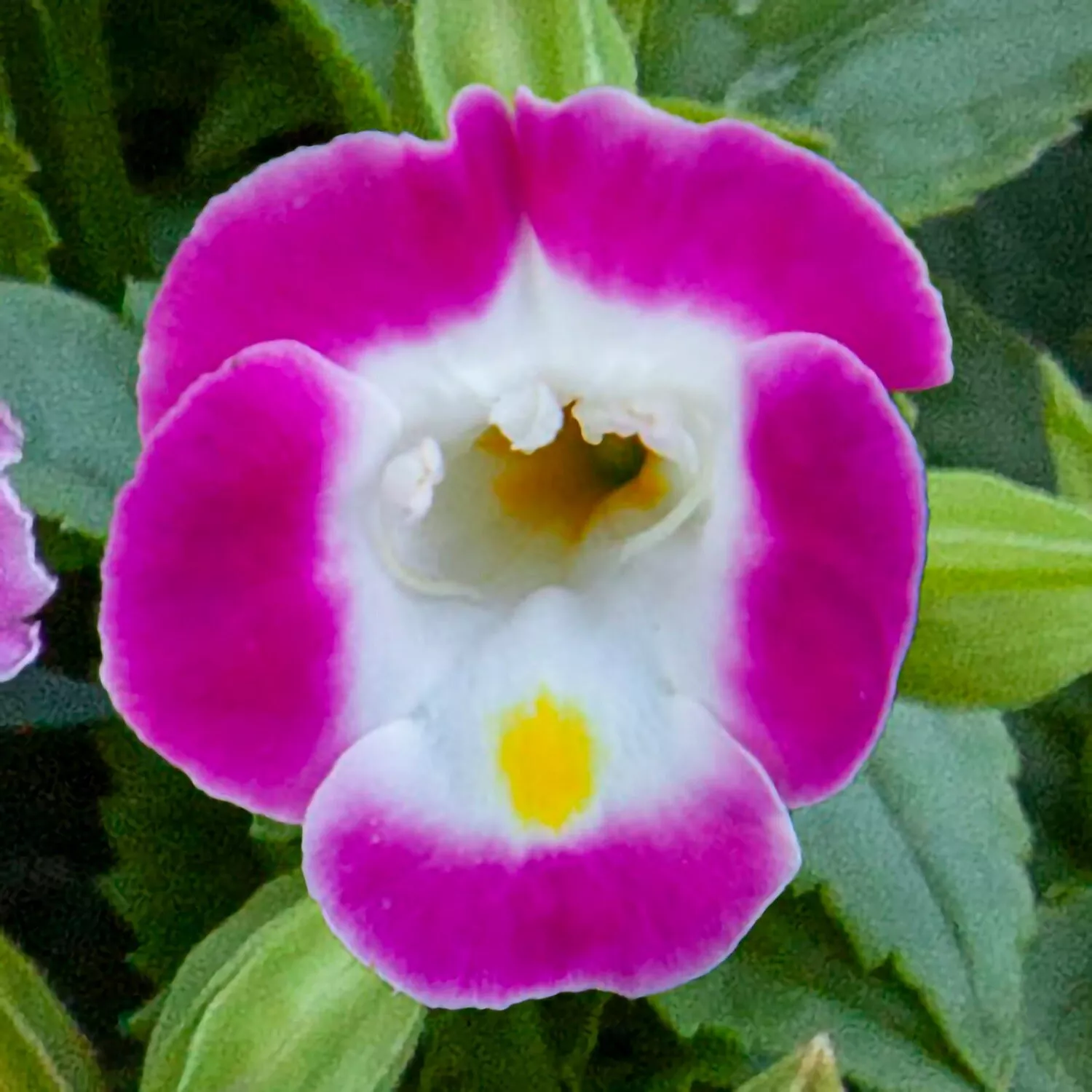 Torenia Seeds Hi Lite Pink 50 Pelleted Seeds Bright Torenia - $16.28