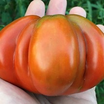 Fleur De Reagir Tomato Usa Seller Garden - £9.32 GBP