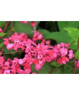 5 seeds CORAL VINE MEXICAN CREEPER CHAIN OF LOVE ANTIGONON LEPTOPUS PINK  - $17.00