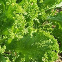 Ship From Us 4 G ~2,000 Seeds - Organic Southern Giant Curled Mustard, TM11 - £14.80 GBP