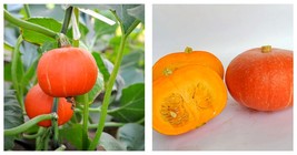 30 Seeds/Bag Scarlet Gem Chestnut Squash Seeds - International ship - £14.87 GBP