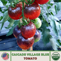 OKB 10 Cascade Village Blue Tomato Seeds, Organic,  - £7.03 GBP