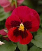 50 RED &amp; BROWN PANSY Swiss Giant Viola Wittrockiana Violet Flower Seeds *Flat SH - $10.05