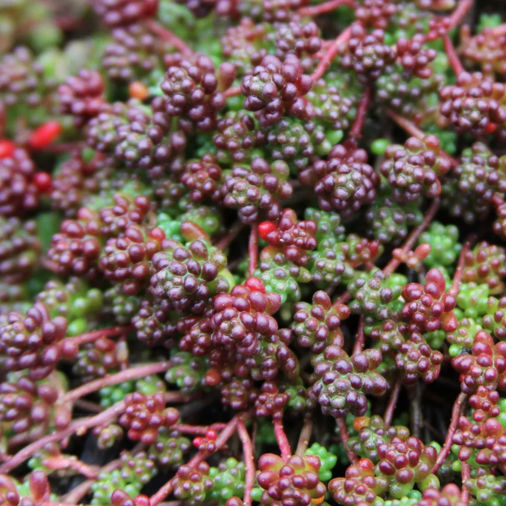 Sedum Coral Carpet Album Tiny Easy Drought Tolerant 2 Inch Pot  - £19.64 GBP