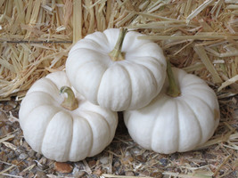 15 seeds Flat S/H White Baby Boo Mini Pumpkin Miniature Cucurbita Pepo Vegetable - £6.74 GBP