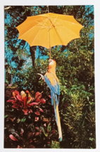 Macaw Parrot Jungle Bonino Bird Miami Florida FL Koppel UNP Postcard c1970s - £4.49 GBP