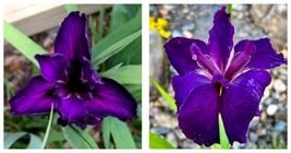 Live Jeri-Louisiana Iris native American wildflower STARTER Plant - £35.96 GBP