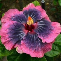 20 Bright Pink Black Hibiscus Seeds Flowers Perennial - £7.94 GBP