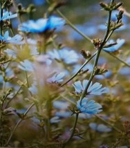 ArfanJaya Chicory Flower Seeds - £6.55 GBP