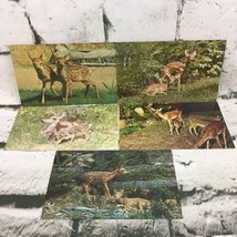 Vintage Postcards Lot Of 5 Deer Fawns Nature Animals Collectible Wildlife Photos - £9.47 GBP