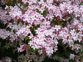 Kolkwitzia Amabilis 15 Seeds Cold Hardy Flowering Beauty Bush Shrub Gardening Fr - $9.80