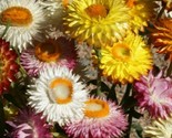 Helichrysum Strawflower Seeds 300 Mixed Colors Annual Red Orange Fast Sh... - £7.22 GBP