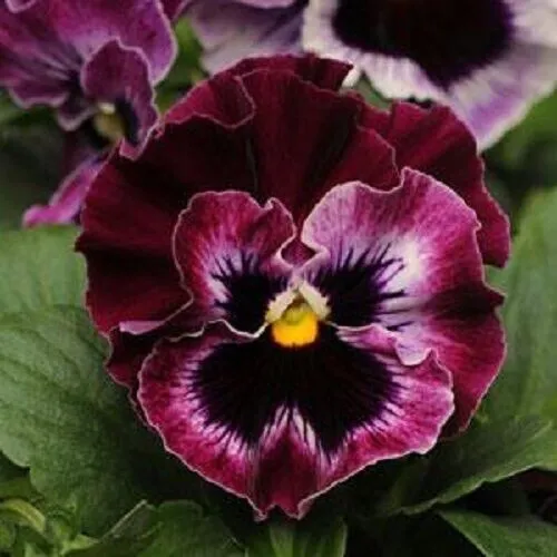 30 Pansy Karma Purple Flower Seeds Fragrant Perennial Garden - £8.80 GBP