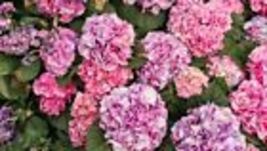75 Seeds Packet Hydrangea Seeds - Fragrant Style 25 - $11.98