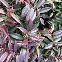 Leucothoe Axillaris Rejoyce Rejoyce Coastal Leucothoe Live Plant 1 Gallo... - $113.00
