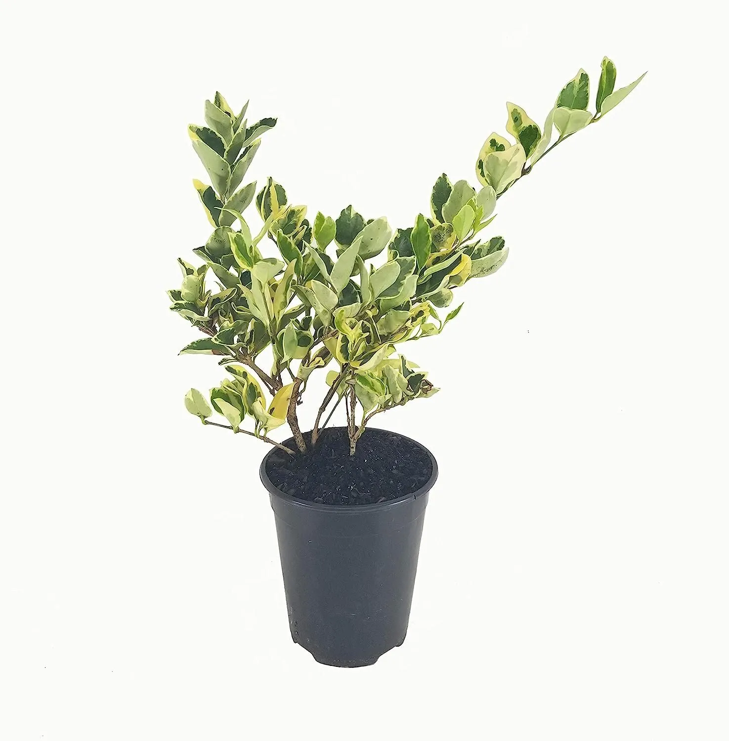 Ligustrum Japonicum Jack Frost Privet Live Quart Size Plants Variegated - £30.92 GBP