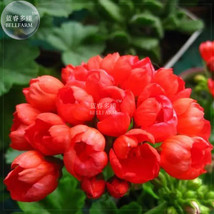 Bellfarm Geranium Fire Red Apple Blossom Flowers 20Pcs Seeds Petals Wont Open Bi - $8.77