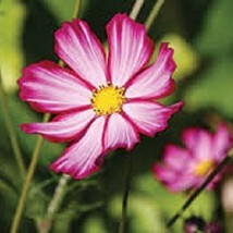 35 Cosmos Pink Picotee Drought Tolerant Long Lasting Annual Flower Seeds US Sell - £7.85 GBP